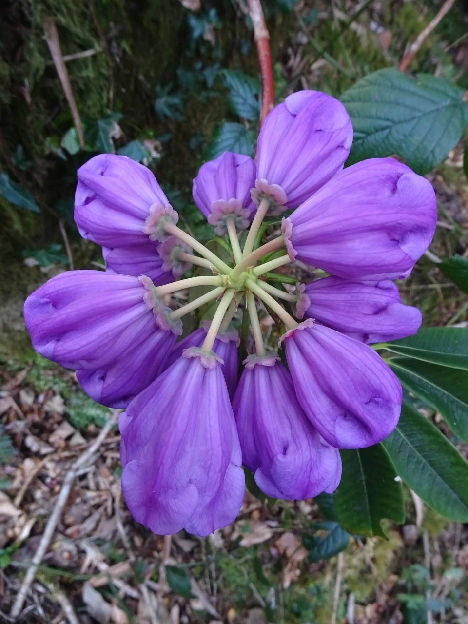 R. huianum